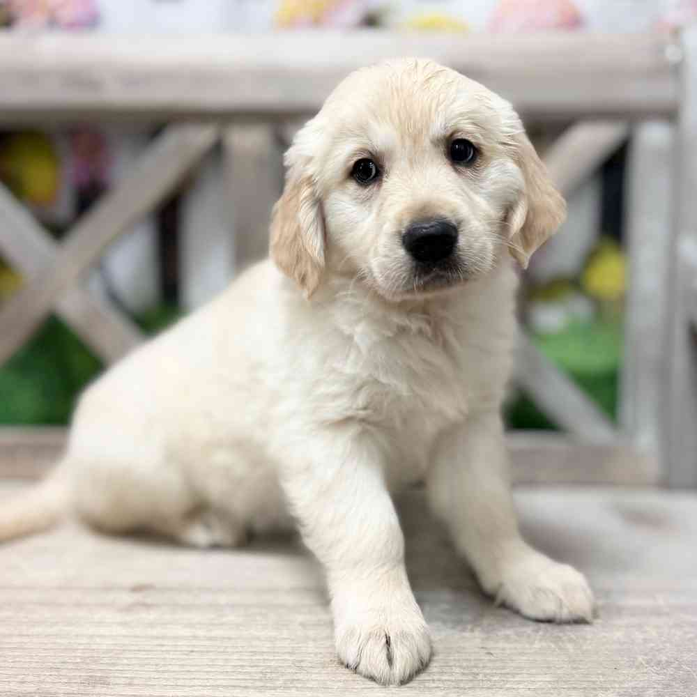 Image of a pet breed in the gallery