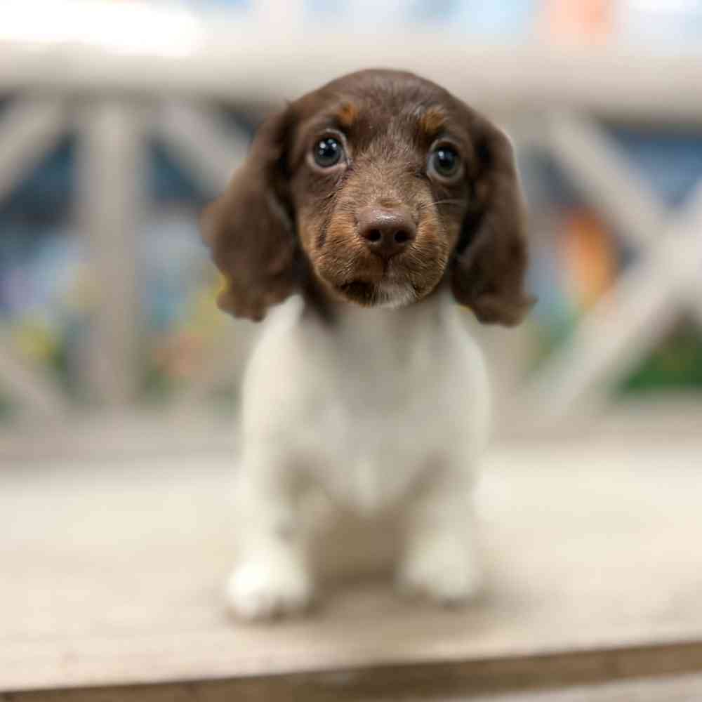 Image of a pet breed in the gallery