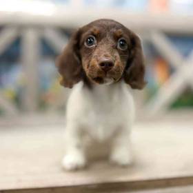 Dachshund