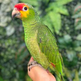 Red Lored Amazon