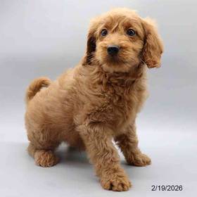 Mini Goldendoodle F1b