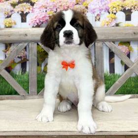 Saint Bernard