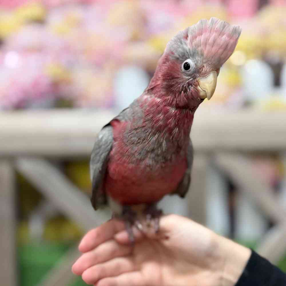 carousel pet images