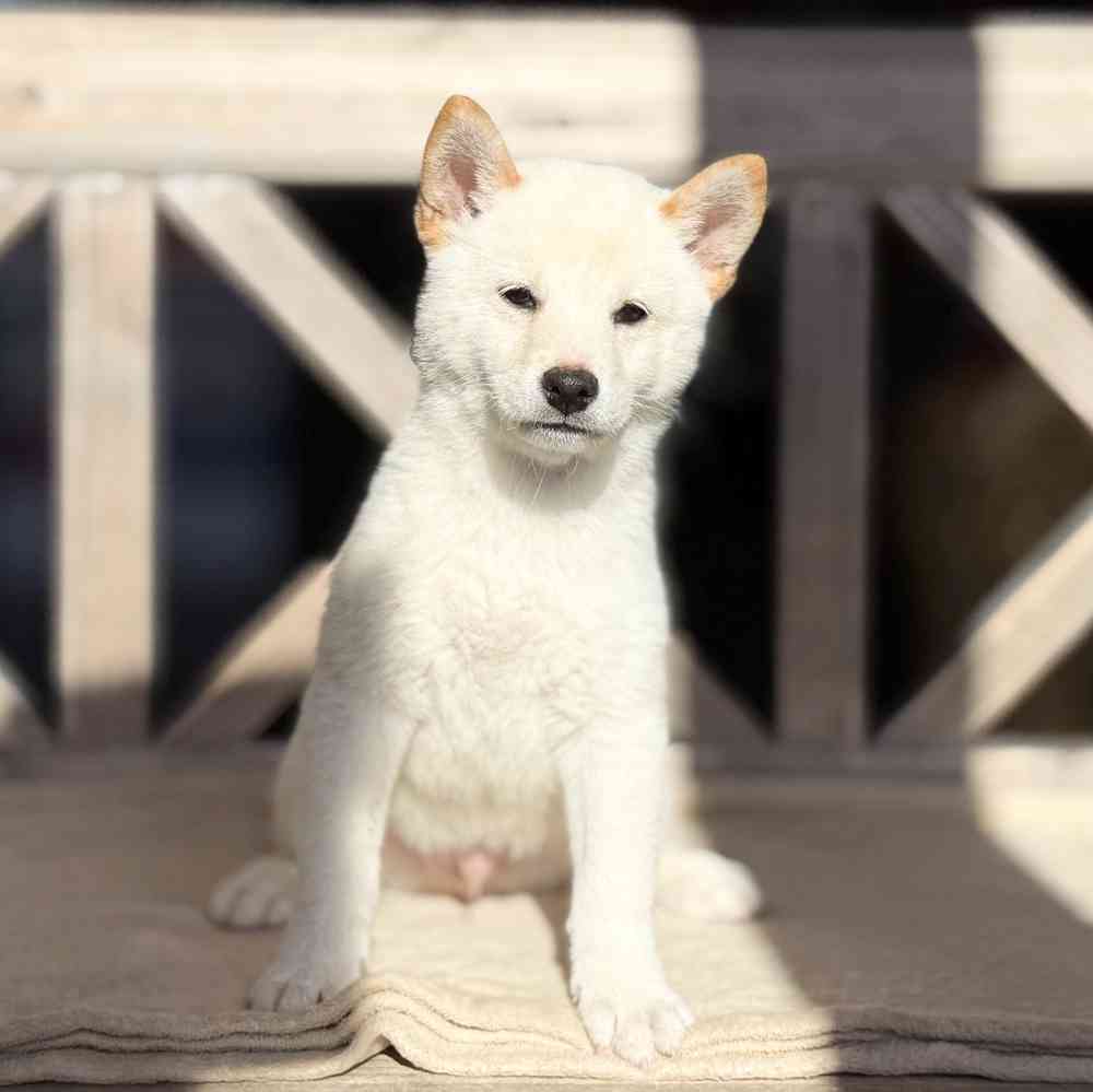 Image of a pet breed in the gallery