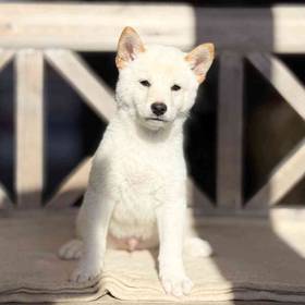Shiba Inu