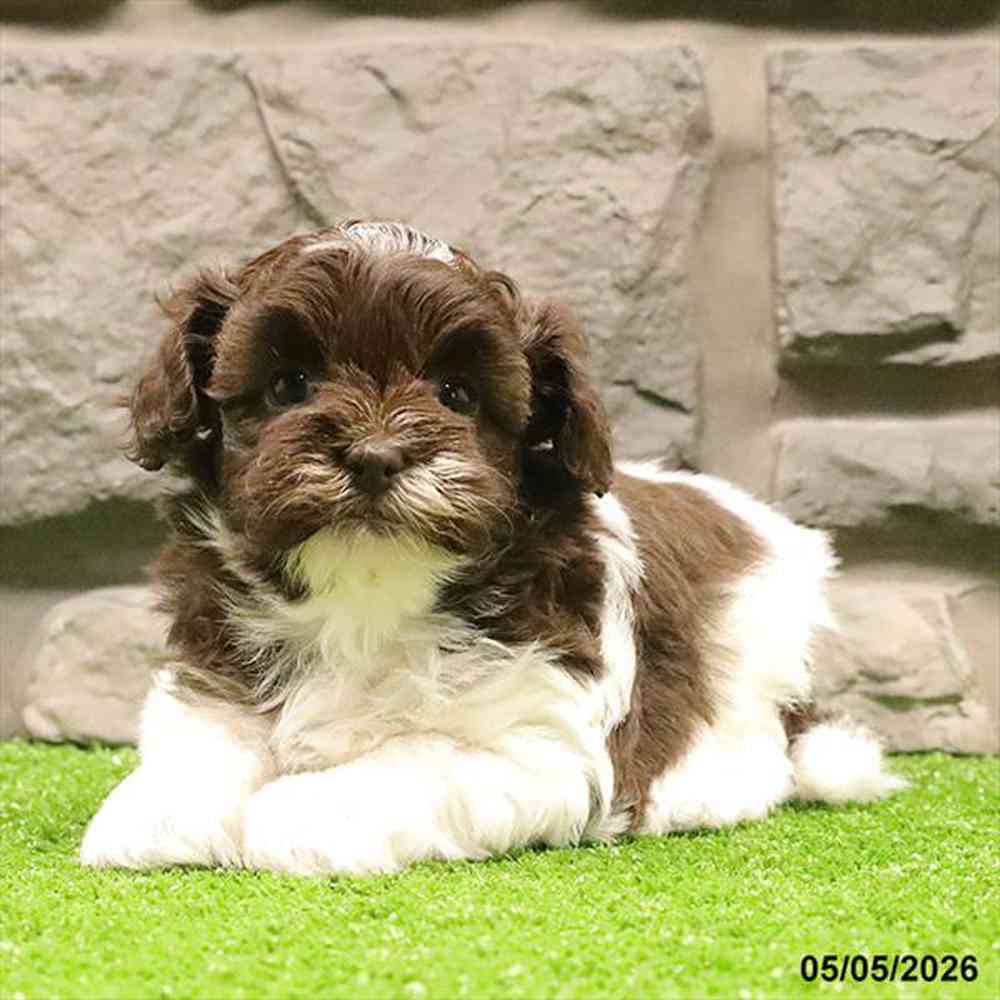 pet breed image