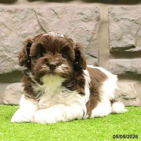 Havanese-Shih Tzu