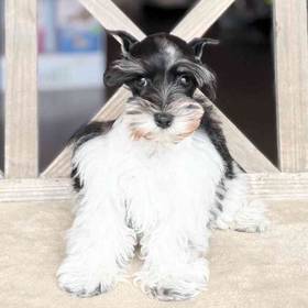 Mini Schnauzer