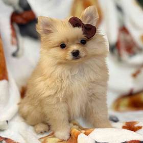 Pomeranian