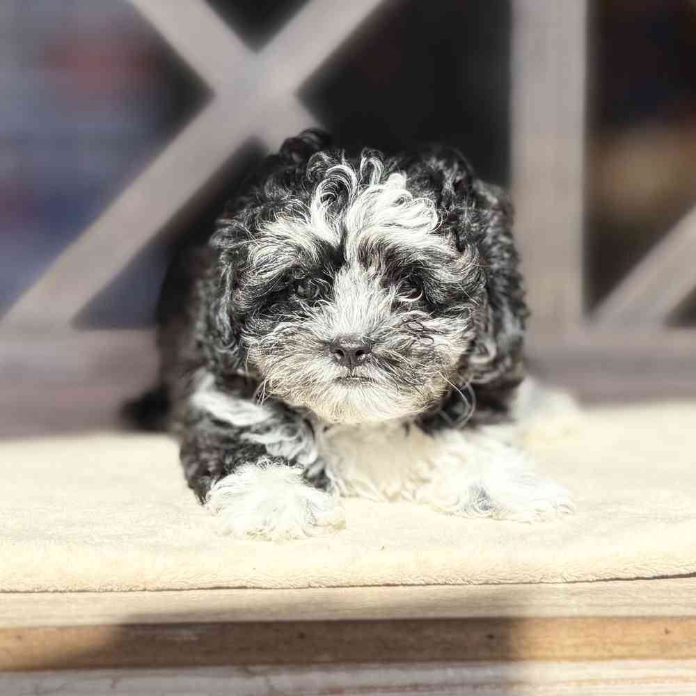 pet breed image