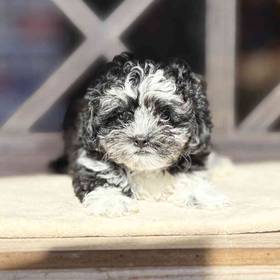 Shipoo