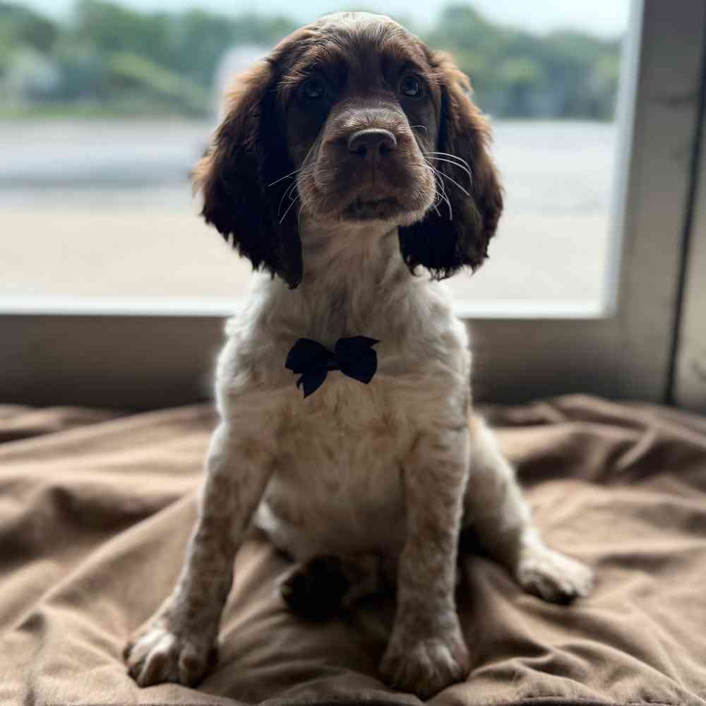 pet breed image