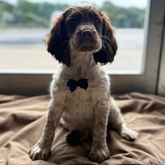 Bo
