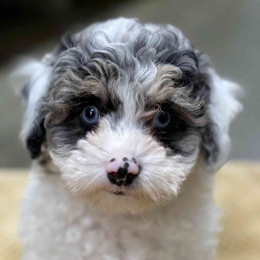 Image of a pet breed in the gallery