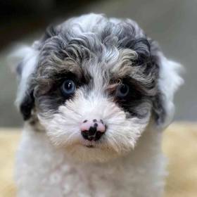 Poodle