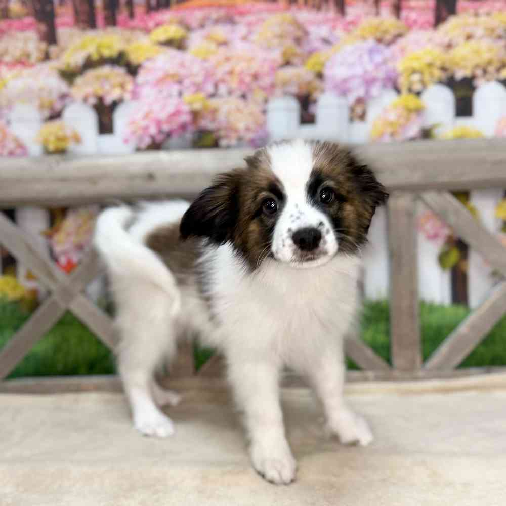 Image of a pet breed in the gallery