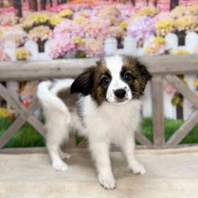 Papillon