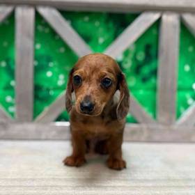 Dachshund