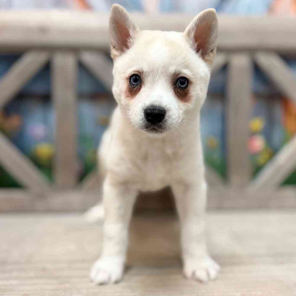 Image of a pet breed in the gallery