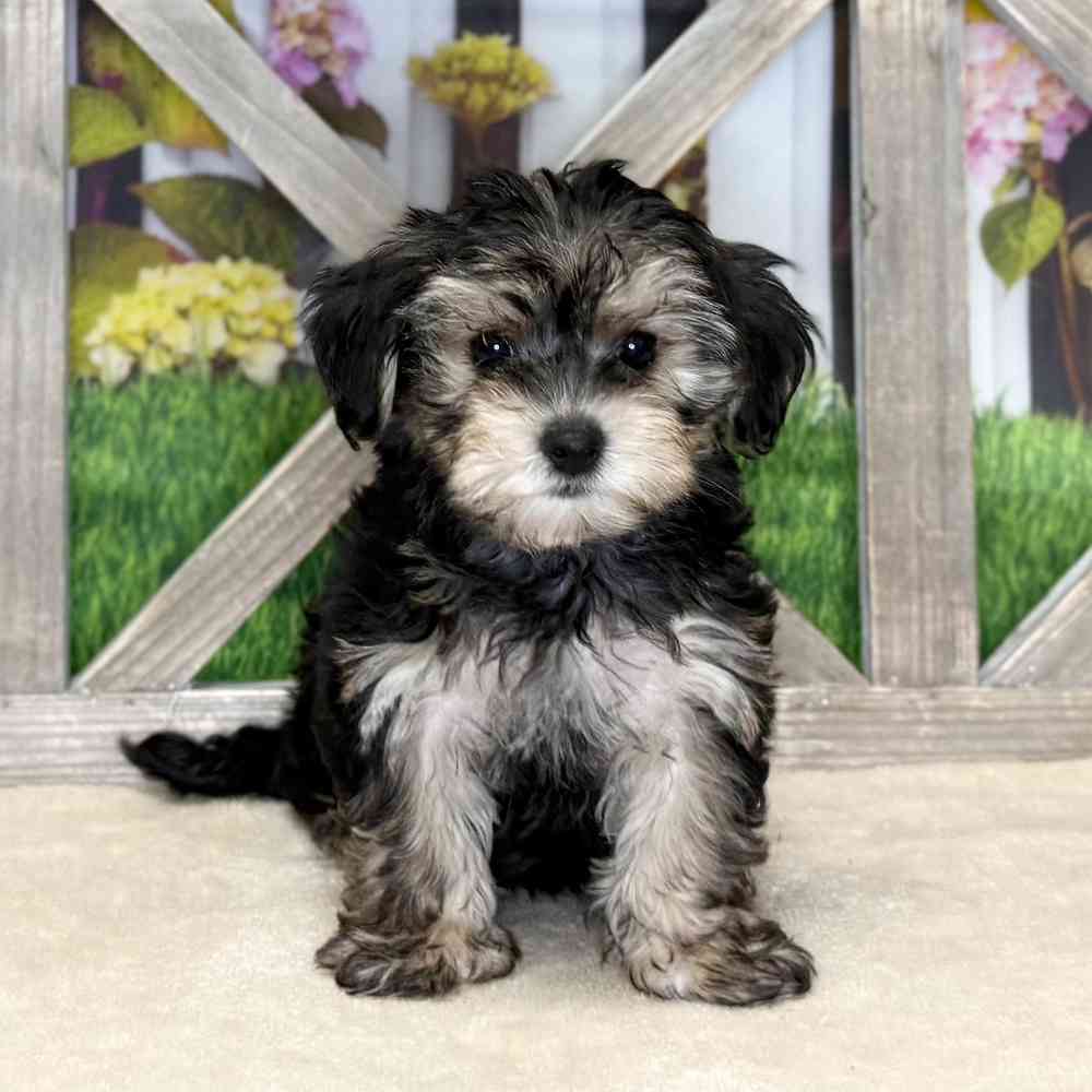 Image of a pet breed in the gallery