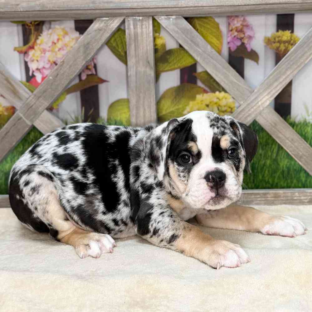 pet breed image