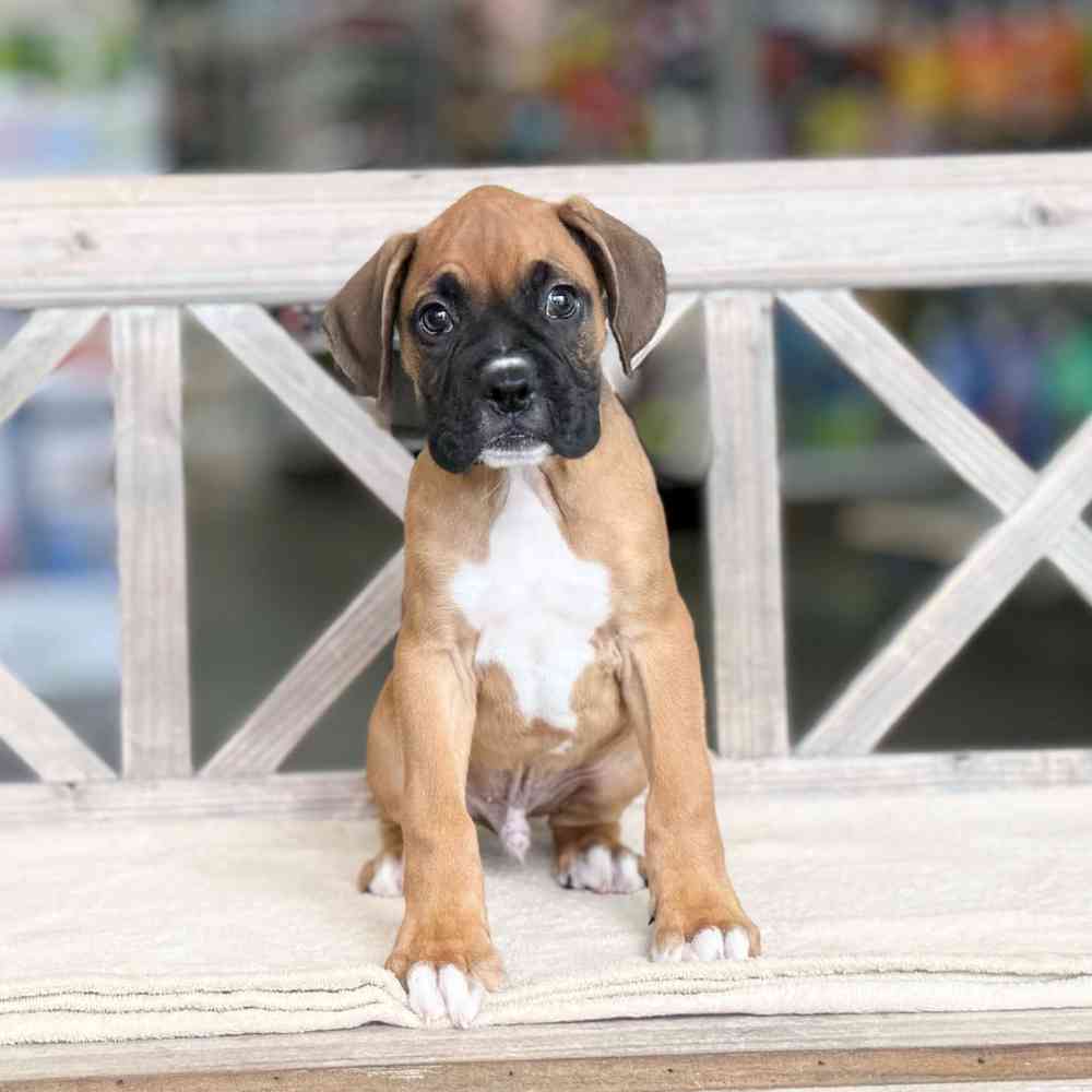 Image of a pet breed in the gallery