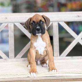 Boxer