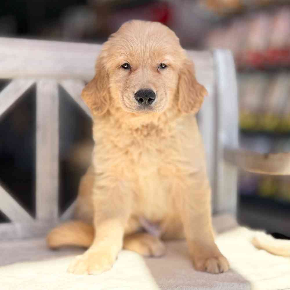 Image of a pet breed in the gallery