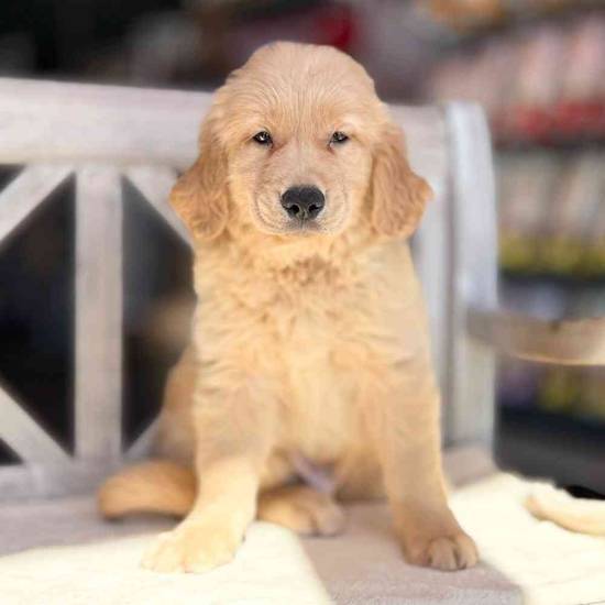 Ginger