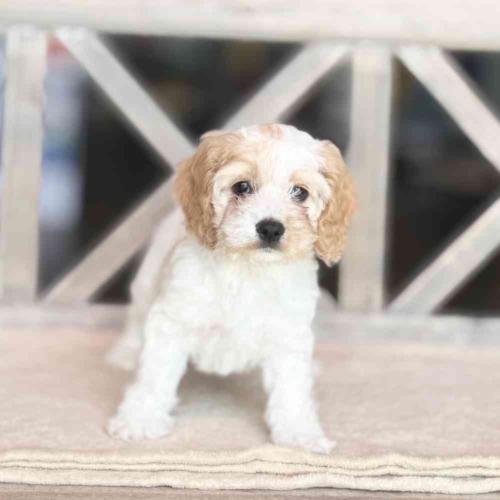 pet breed image