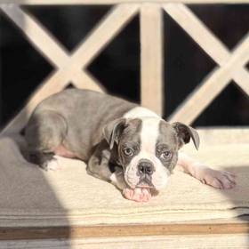 Boston Terrier