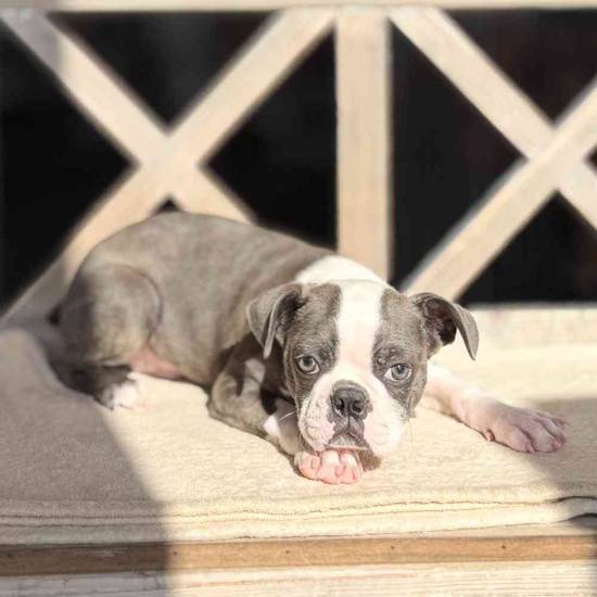 Julio