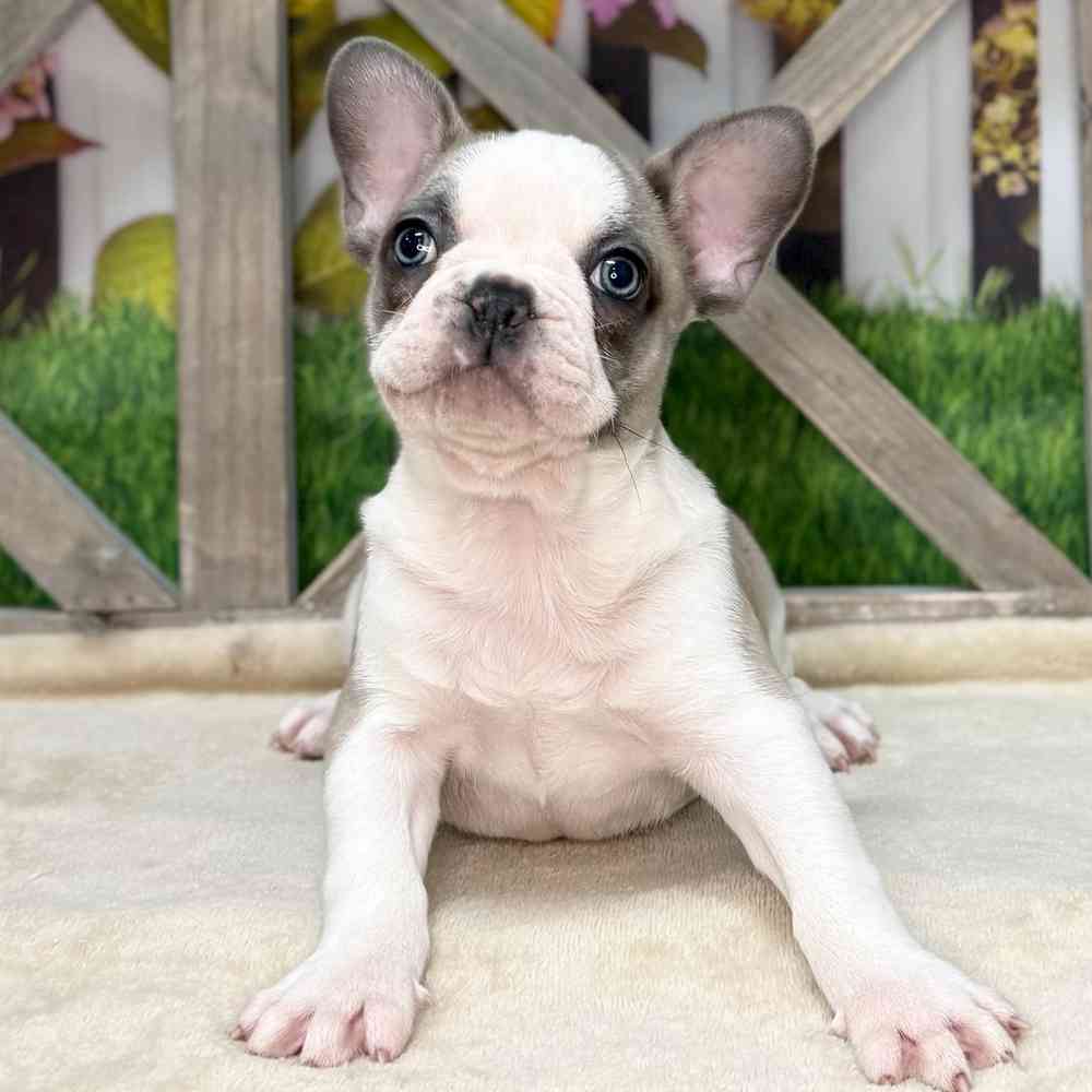 pet breed image