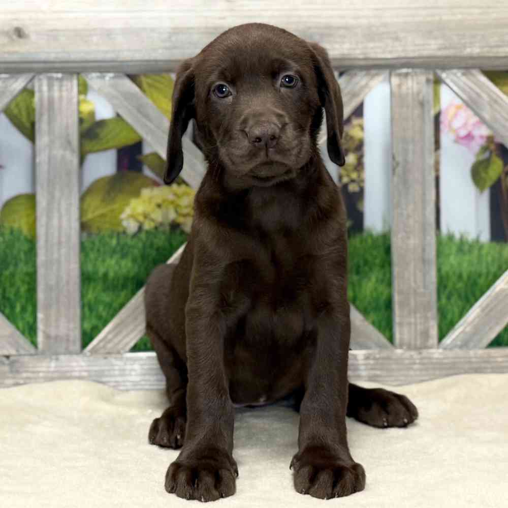 pet breed image