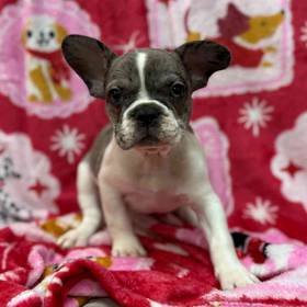 French Bulldog