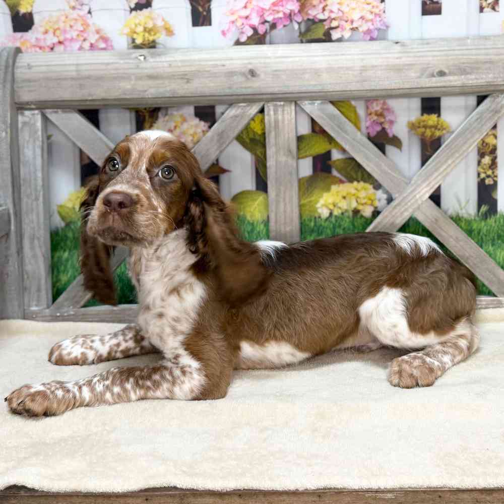 Image of a pet breed in the gallery