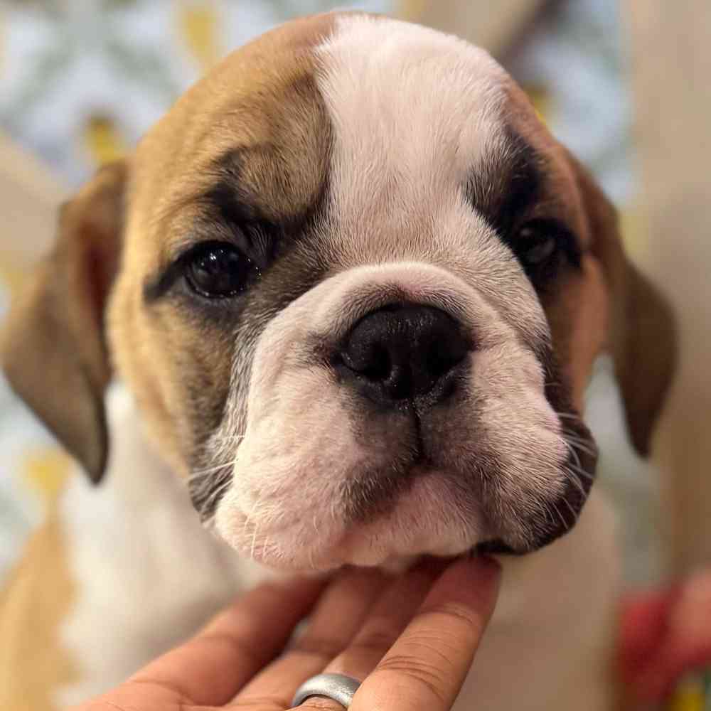 Image of a pet breed in the gallery