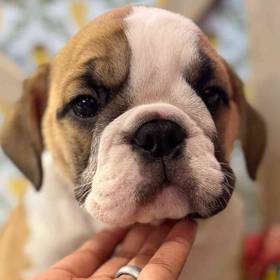 English Bulldog