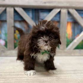 Shih Tzu