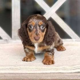 Dachshund