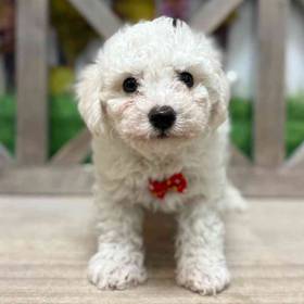 Bichon
