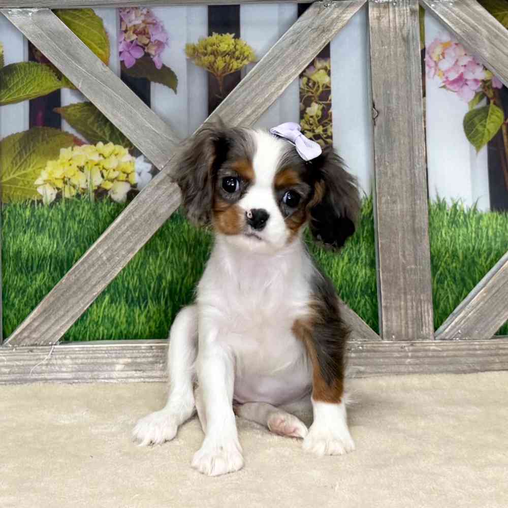 pet breed image
