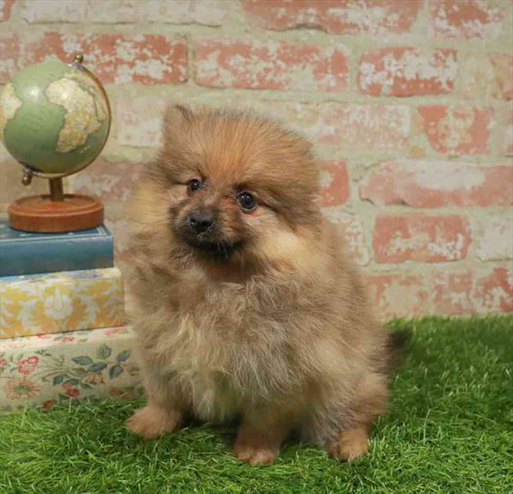 pet breed image