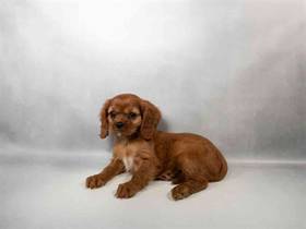 Cavalier King Charles Spaniel