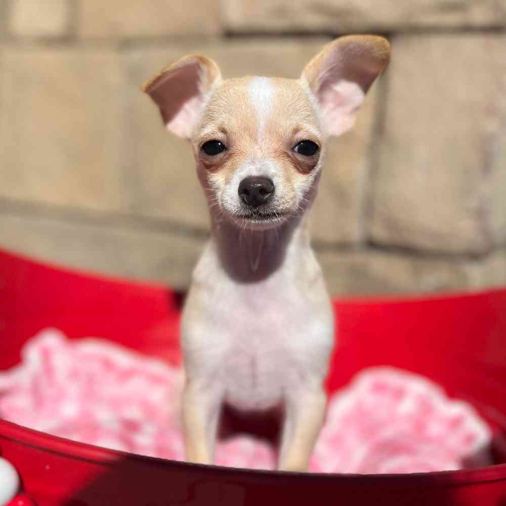 Image of a pet breed in the gallery