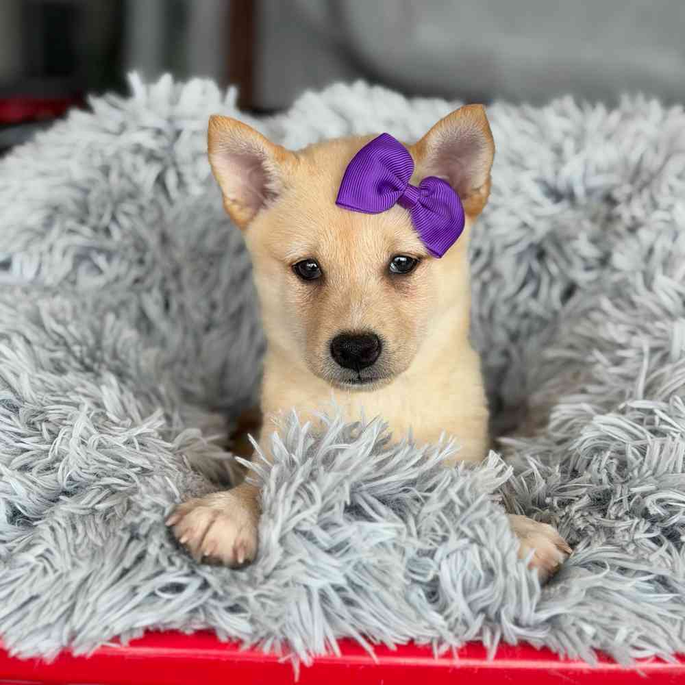pet breed image