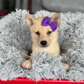 Shiba Inu