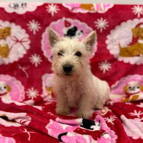 Scottish Terrier