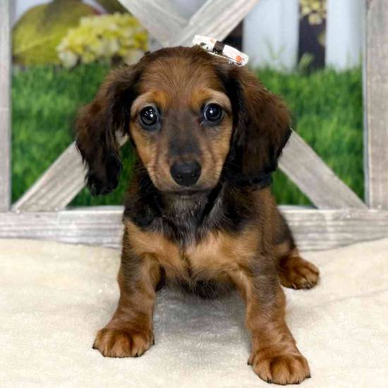 Melanie
