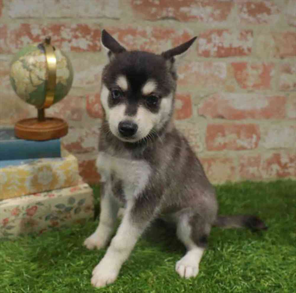 pet breed image